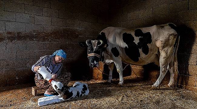 Aksa Enerji Sponsorluğunda, 5. Geleneksel Aksa Fotofest Yarışması Sonuçlandı