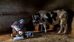 Aksa Enerji Sponsorluğunda, 5. Geleneksel Aksa Fotofest Yarışması Sonuçlandı