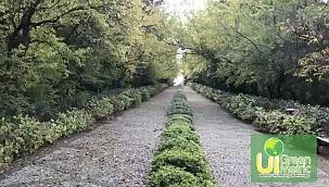 İTÜ: Türkiye’nin ‘en yeşil’ kampüsüyüz