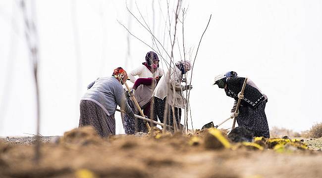 Rüzgar perdesi amaçlı 30 bin ağaç dikiyor!