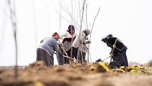 Rüzgar perdesi amaçlı 30 bin ağaç dikiyor!