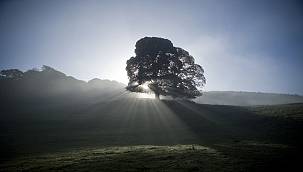 British Council - Sürdürülebilir bir gelecek için BURS verecek