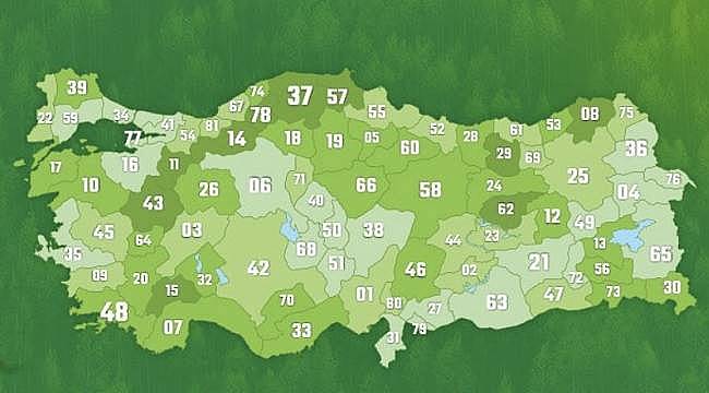 İl il kişi başı düşen ORMAN alanı!
