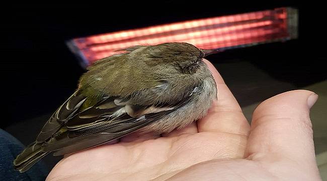 Sepaş Enerji: Soğuk havalarda sevimli dostlarımızı unutmadı