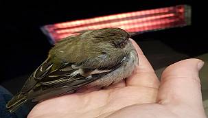 Sepaş Enerji: Soğuk havalarda sevimli dostlarımızı unutmadı