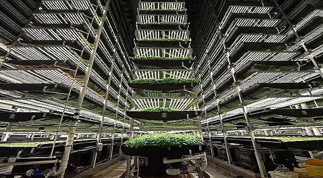 Tüm süreçler çevre dostu - Dikey Tarım projesi: 1 Milyon m2’lik tarım fabrikası oluşturacak!