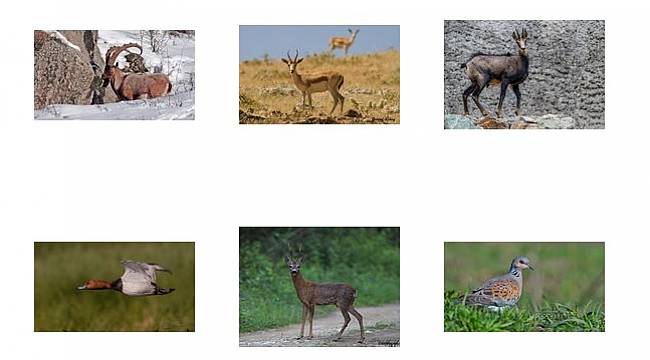 3 Mart Dünya Yaban Hayatı Günü - Yaban Hayatını Birlikte Koruyabiliriz!