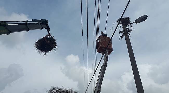 AEDAŞ: Leylekler koruma altında