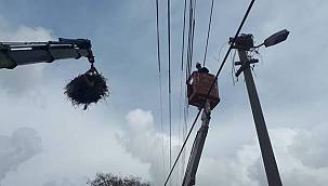 AEDAŞ: Leylekler koruma altında