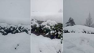 An itibariyle ÇAY bahçeleri - Memleketten manzaralar!