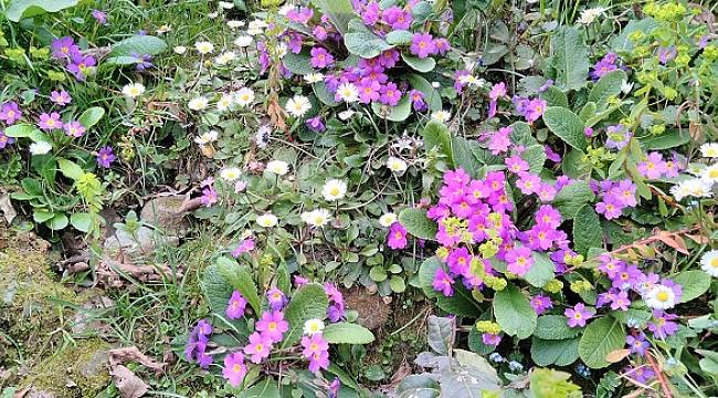 Baharın habercileri -  Foto Haber!