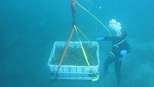 Bugüne kadar 6.000 metrekare alandaki 'Deniz Çayırını' taşıdı - BOTAŞ!