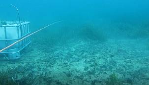 Moved the 6,000 square meter Sea Meadow!