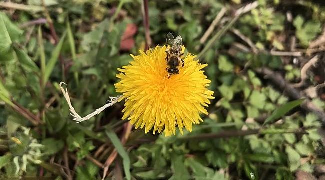 Baharın ilk günleri - ARILAR!