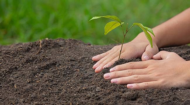Kullanıcısı için AĞAÇ dikiyor!