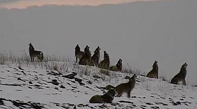 Kurt Sürüsü: Ardahan - Damal Doğal gaz kompresör istasyonu