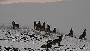 Kurt Sürüsü: Ardahan - Damal Doğal gaz kompresör istasyonu