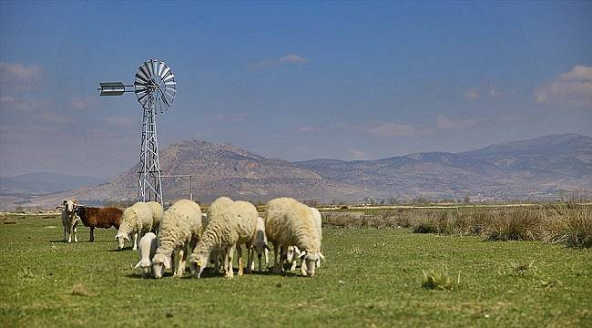 Meralara RÜZGARGÜLÜ kurdu!