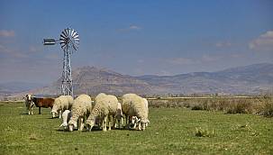 Meralara RÜZGARGÜLÜ kurdu!