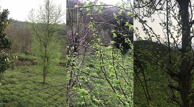 Rüzgar&#039;ın Sesi - VİDEO&#039;lu haber!