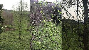 Rüzgar'ın Sesi - VİDEO'lu haber!