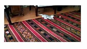 Yavru kedilerin maçı Haftasonu haberi...- VİDEO!