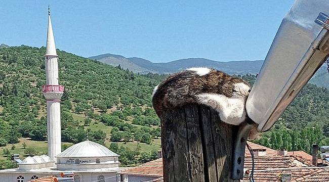 Aydınlatma direğinde mahsur kalınca imdadına UEDAŞ yetişti - VİDEOLU!