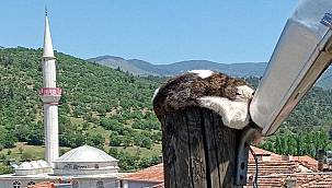 Aydınlatma direğinde mahsur kalınca imdadına UEDAŞ yetişti - VİDEOLU!