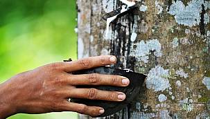 Doğal Kauçuktan üretiyor - P Zero Lastik BMW X5 şarj edilebilir hibrit modeli için...