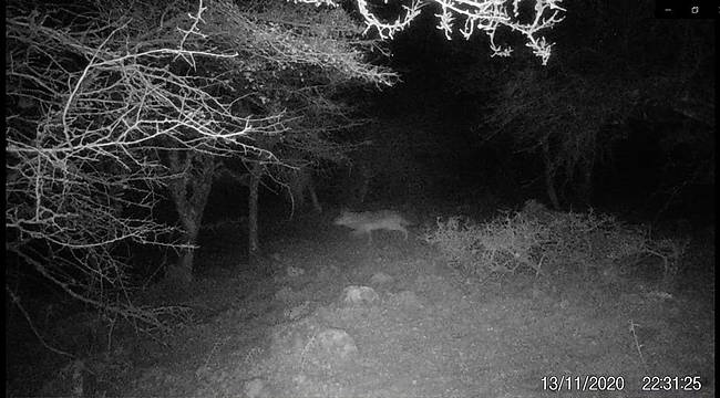 İzmir’de KURT görüldü - Uzun yıllar sonra!