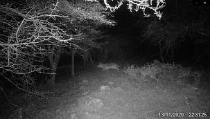 İzmir’de KURT görüldü - Uzun yıllar sonra!