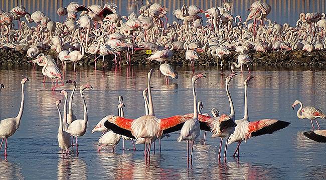 İzmir&#039;in yavru FLAMİNGOLARI dünyaya gözlerini açtı - Gediz Deltası&#039;nda...