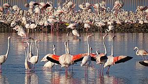 İzmir'in yavru FLAMİNGOLARI dünyaya gözlerini açtı - Gediz Deltası'nda...