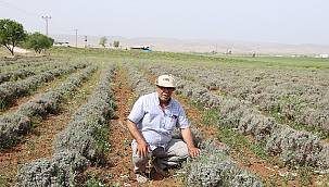 Mardinli çiftçi Lavanta ekimi - Dicle Elektrik Verimli Tarım Hikayeleri!