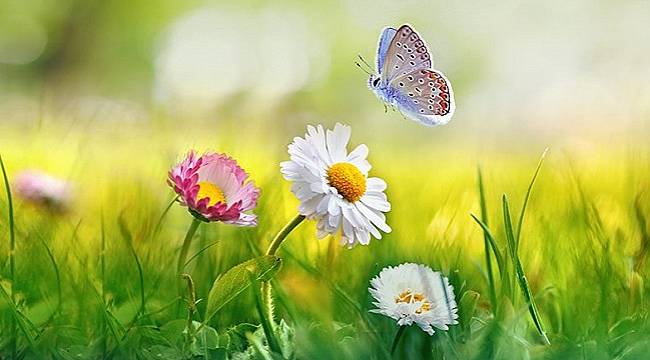 Ne güzel şeysin sen bahar - Aksa Doğalgaz!