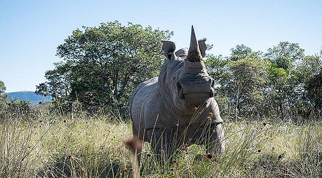 Nükleer Bilimi sayesinde &#039;Afrika&#039;nın Gergedanları&#039; koruma altına alınacak!