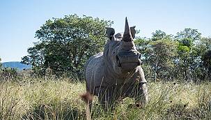 Nükleer Bilimi sayesinde 'Afrika'nın Gergedanları' koruma altına alınacak!