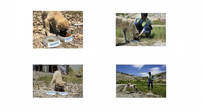 Osmangazi EDAŞ&#039;tan sokak hayvanları için proje!