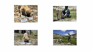 Osmangazi EDAŞ'tan sokak hayvanları için proje!