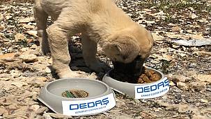 Osmangazi EDAŞ tatil döneminde de sokak hayvanlarını yalnız bırakmadı!