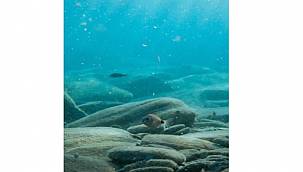 2021 Stockholm Gençler Su Ödülü Yarışması...