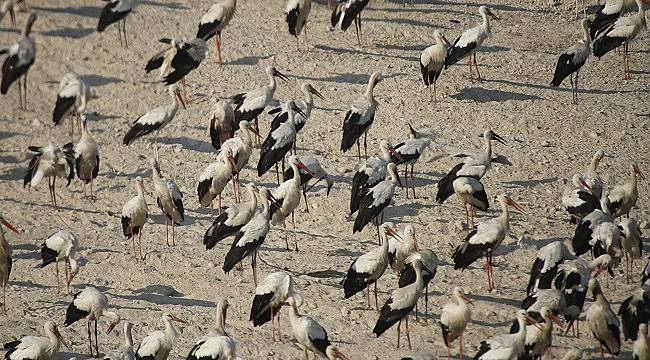 Mersin’de Elektrik Çarpan Leylekler için Nöbet!