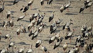 Mersin’de Elektrik Çarpan Leylekler için Nöbet!