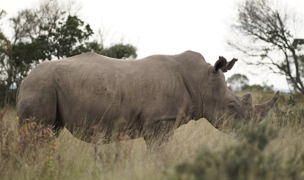 Kaçak Avcılık - NÜKLEER teknolojiler ve radyoizotoplar kullanılarak....