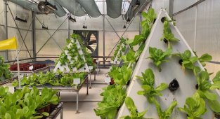 Topraksız Sera - ELEKTRİK ve SU ihtiyacı 'biyogazlı kojenerasyon sistemi' ile karşılanıyor!