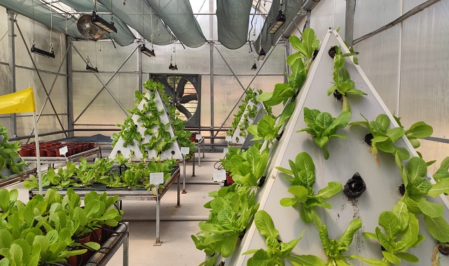 Topraksız Sera - ELEKTRİK ve SU ihtiyacı &#039;biyogazlı kojenerasyon sistemi&#039; ile karşılanıyor!