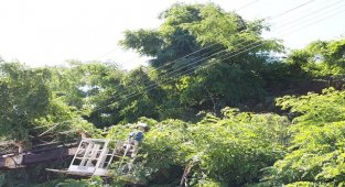 Ağaç budama işlerinde ELEKTRİK hatlarına dikkat - ÇORUH EDAŞ!