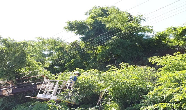 Ağaç budama işlerinde ELEKTRİK hatlarına dikkat - ÇORUH EDAŞ!