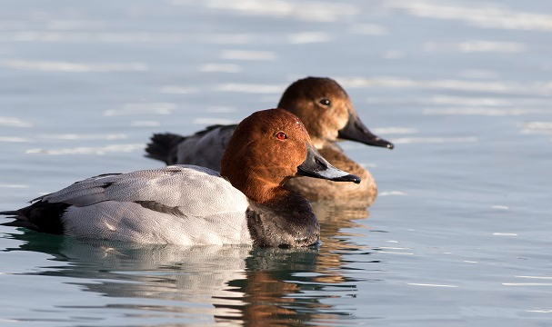 Kuşların Yok Oluş Raporu Açıklandı