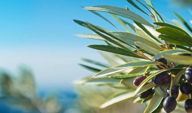 Aksa Doğalgaz - Kutlu Olsun